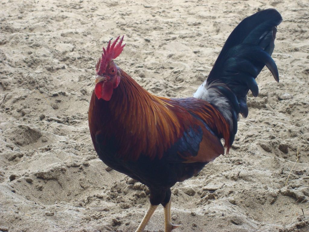 Why Kauai is Overrun with Wild&nbsp;Chickens