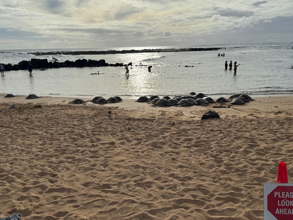 More than a dozen Hawaiian green sea turtles (honu) resting on the sand at Poi'pu Beach Park on Kauai's South Shore at dusk, with beachgoers wading in the protected cove behind them and a wildlife boundary cone visible in the foreground.