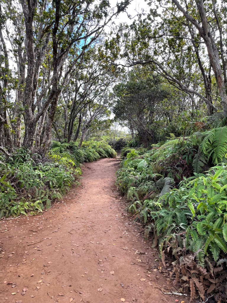 Lush green plants and tropical trees frame the red dirt hiking path of the Awa'awapuhi trail in Kokee State Park on Kauai