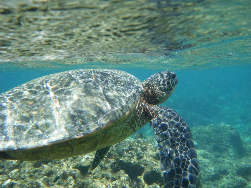 Hawaiian Green Sea Turtle swims underwater around rocky reef in clear turquoise waters off Kauai's coast
