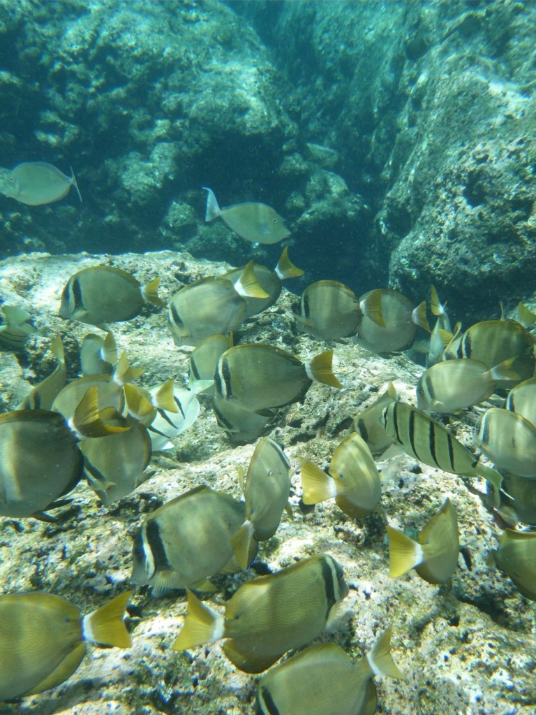 School of yellow tangs swimming over coral reef in clear blue waters off Kauai's coast