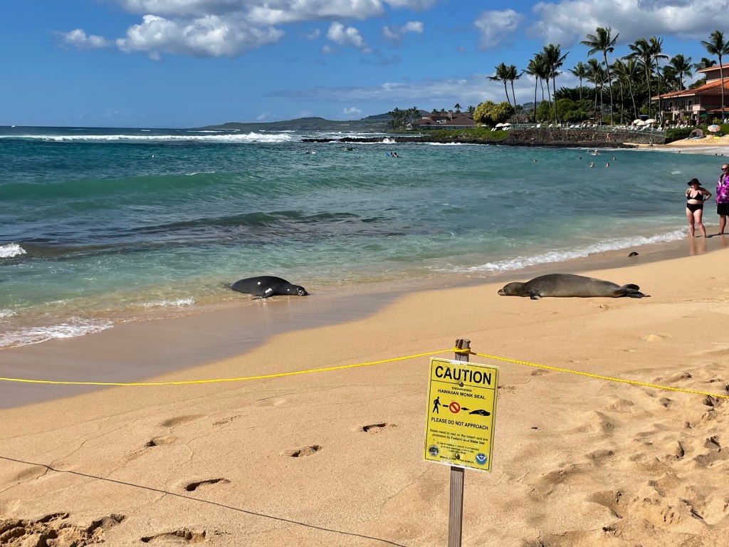 Two monk seals sleep on Poipu beach with a resort and palm trees as well as green mountains in the distance