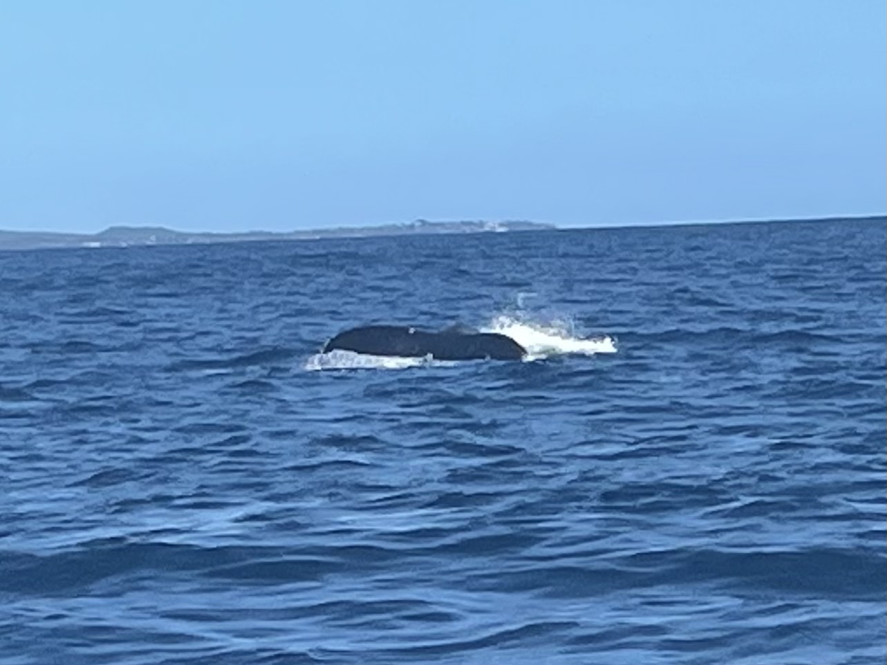 A humpback whale's tail plunging into the deep blue waters off Kauai with coastline visible in the distance