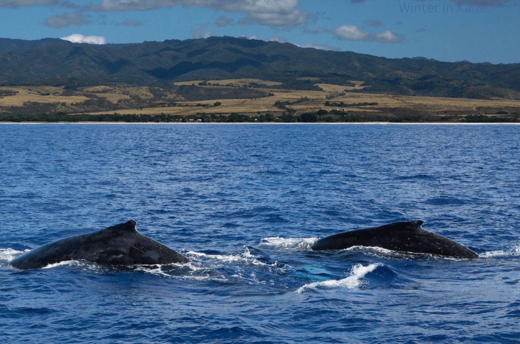 Two humpback whales surfacing side by side in the blue waters off Kauai's West Shore during winter whale watching season, with the island's dry leeward coastline and rolling hills visible in the background.
