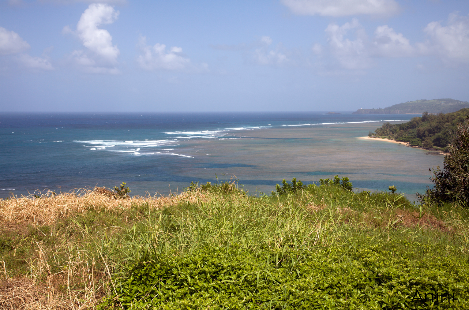 Elevated view of Anini Beach on Kauai's North Shore, showing a wide protected lagoon with calm turquoise waters enclosed by a barrier reef. White waves break along the outer reef while the inner lagoon remains peaceful and shallow. The coastline curves gently with a golden sand beach backed by lush tropical vegetation and trees. In the foreground, wild grasses and native plants frame the viewpoint, while puffy white clouds dot the blue sky above the expansive Pacific Ocean.