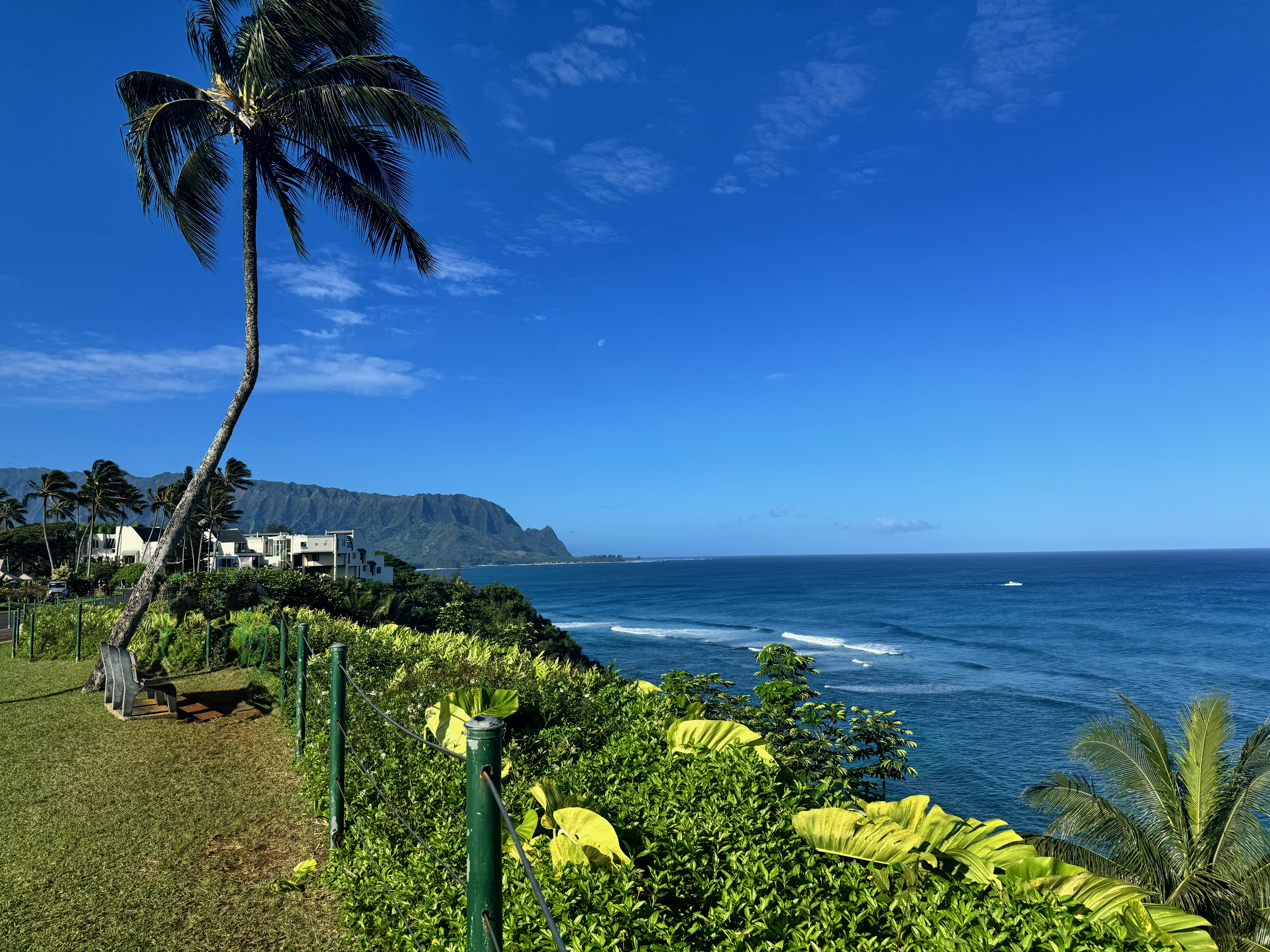 The view from Princeville on Kauai's North Shore, looking west along the coastline toward Makana (Bali Hai) with a leaning coconut palm in the foreground, lush tropical vegetation, a clifftop walking path, and deep blue Pacific waters under a clear summer sky.