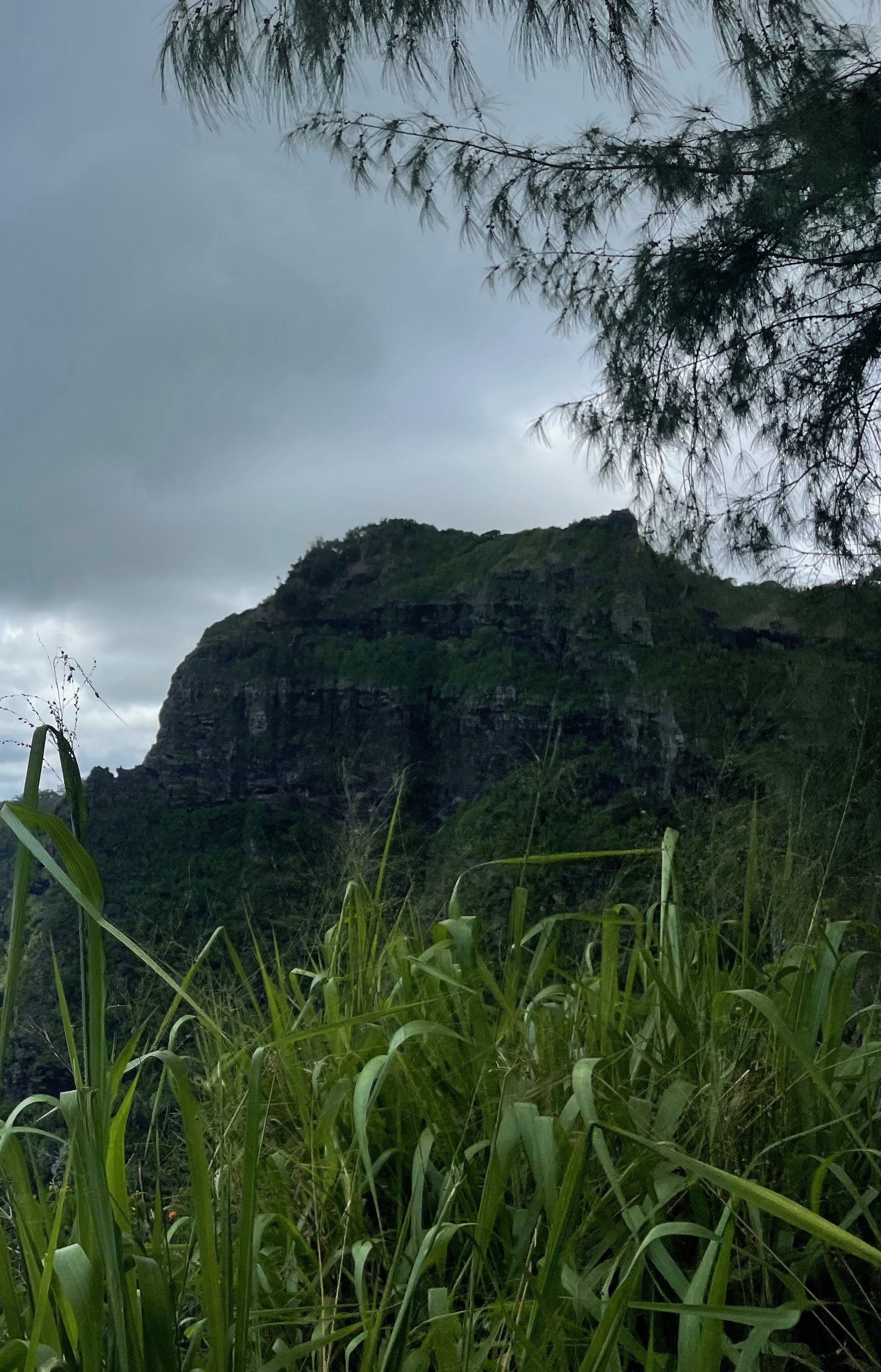 The rocky summit of Nounou Mountain (Sleeping Giant) rising above dense green jungle vegetation on Kauai's East Shore, with tall grass in the foreground and dramatic storm clouds gathering over the ridgeline.